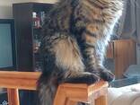 Maine Coon cinsi yavru kedi. Eksiksiz belge seti. Mükemmel soyağacı. - photo 3