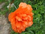 Маки декоративные (семена) - фото 2