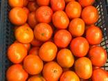 Мандарин экспорт из Турции - фото 1