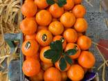 Мандарин нова - фото 1