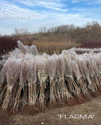 Meyve ağaçları fidanları