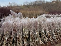 Meyve ağaçları fidanları