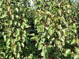 Meyve ağaçları fidanları - фото 14