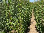 Meyve ağaçları fidanları - фото 16