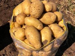 New Harvest Pasaset Yeni Hasat Pasaset