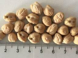 Нут товарный