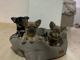 Çok güzel erkek chihuahua yavruları satıyorum