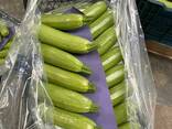 Оптовая продажа Огурец из Турции - фото 3