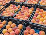Peach - фото 1