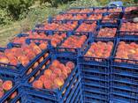 Peach - фото 2