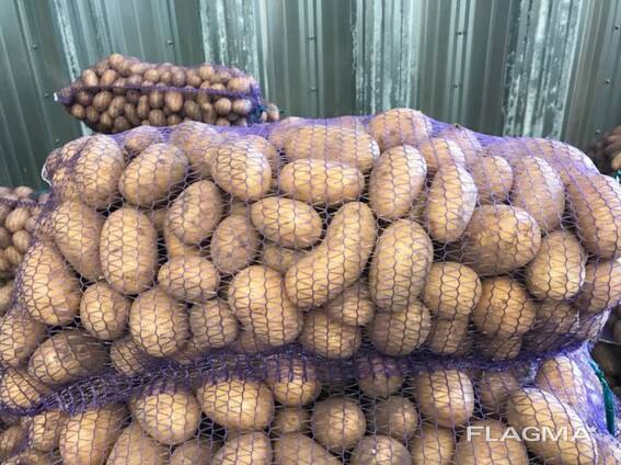 Polonya patatesleri: Vineta, Soraya, Queen Anne ve diğerleri.