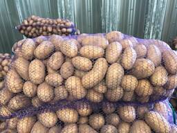 Polonya patatesleri: Vineta, Soraya, Queen Anne ve diğerleri.