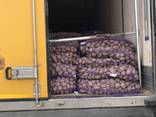 Potato from Belarus - фото 1