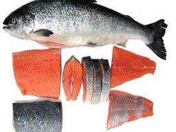 Premium Frozen Salmon Fillets: