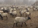 Продаем овцы с Украины и Европы