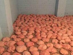 Продам бараний курдюк