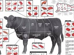 Продам говядину оптом