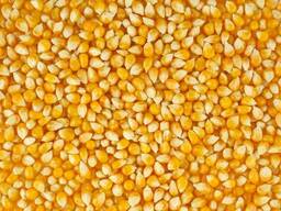 Продам кукурузу фуражную FOB Одесса