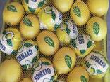 Продам лимон Mayer (пр-во Турция) - фото 2