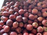 Продам Яблоки - фото 2