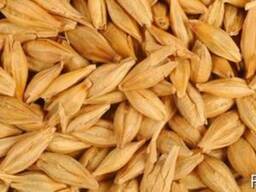 Продам ячмень FOB Одесса