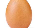 Продам яйцо куриное - photo 2