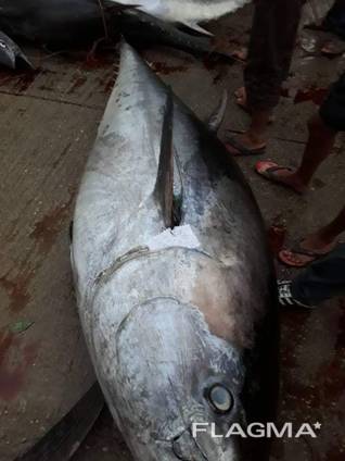 Продажа оптом морской рыбы из Африки в любую страну