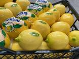 Прямые оптовые поставки Лимон из Турции, экспорт