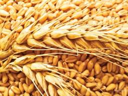 Пшеница/wheat