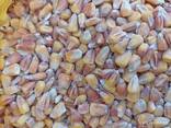Пшениця 1-2й клас, соя, врожай 2022, кукурудза (Wheat, corn, soybean, harvest 2022) - фото 2