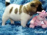 Purebred Akita Puppies . whatsapp us: - фото 2