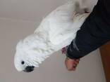 Rare Hand Reared Silly Tame Baby Ducorps Cockatoo. whatsapp us: - photo 2