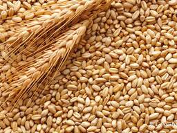 Rusya ve Polonya'dan gıda ve yemlik buğday