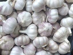 Sarımsak