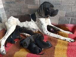 Satılık ingiliz pointer yavruları