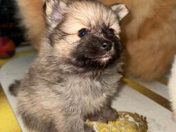 Sevimli Pomeranian yavruları iyi bir aile arıyor