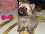 Sevimli Pomeranian yavruları iyi bir aile arıyor - фото 1