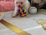 Sevimli Pomeranian yavruları iyi bir aile arıyor - фото 2