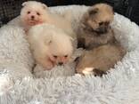 Sevimli Pomeranian yavruları iyi bir aile arıyor - фото 3