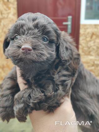 Щенки декоративных пород собак