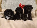 Щенки декоративных пород собак - фото 11