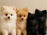 Щенки померанского шпица - 3 месяца - фото 1