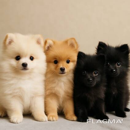 Щенки померанского шпица - 3 месяца