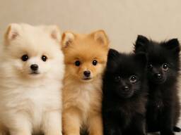 Щенки померанского шпица - 3 месяца