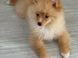 Щенки померанского шпица - 3 месяца - фото 5