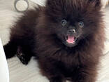 Щенки померанского шпица - 3 месяца - фото 6