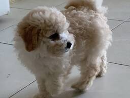 Щенок той пуделя