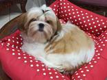Shihtzu - фото 2