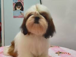 Shihtzu