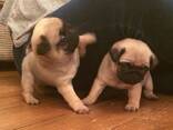 Stunning Litter Of Fawn Pugs Puppies. whatsapp us: - фото 1